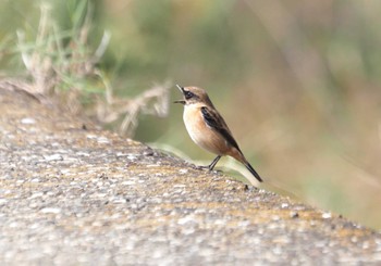 Amur Stonechat 尼崎市農業公園 Sun, 10/15/2023