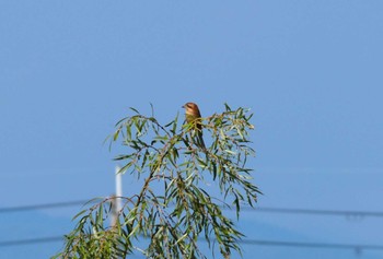 Bull-headed Shrike 尼崎市農業公園 Sun, 10/15/2023