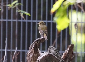 Narcissus Flycatcher 尼崎市農業公園 Sun, 10/15/2023