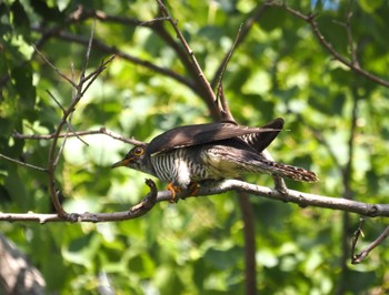 Common Cuckoo 尼崎市農業公園 Sun, 10/15/2023