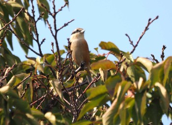 Bull-headed Shrike 尼崎市農業公園 Sun, 10/15/2023