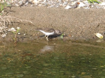 Common Sandpiper 尼崎市農業公園 Sun, 10/15/2023