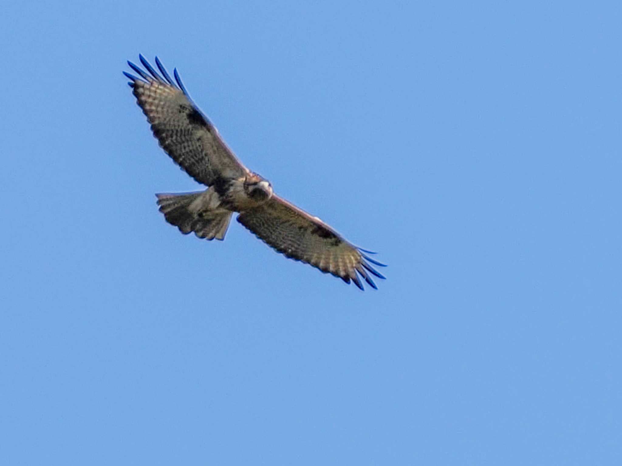 恵庭渓谷(北海道) ノスリの写真 by 98_Ark (98ｱｰｸ)