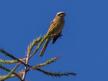 Meadow Bunting 恵庭渓谷(北海道) Sun, 10/15/2023