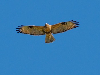 Eastern Buzzard 恵庭渓谷(北海道) Sun, 10/15/2023