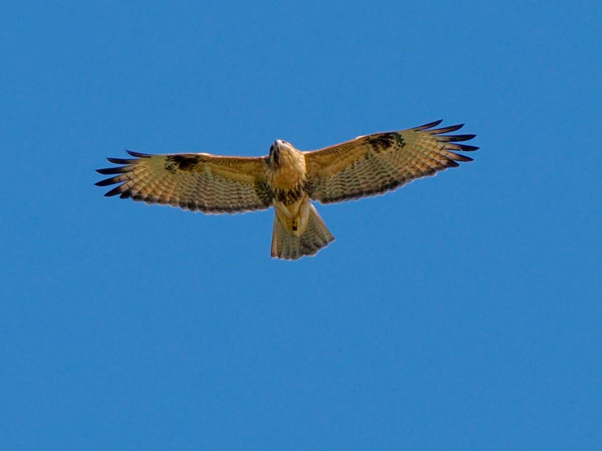 Eastern Buzzard