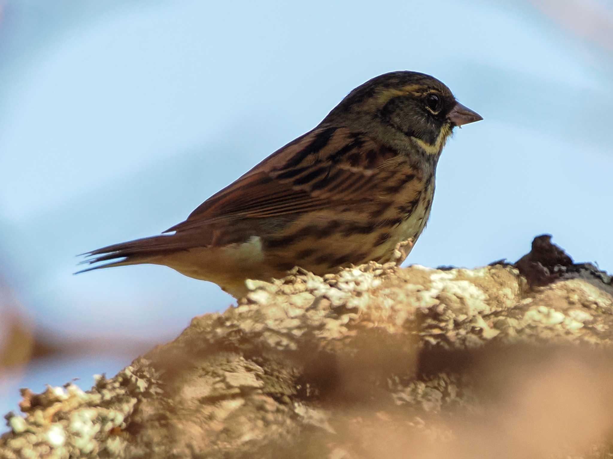 Masked Bunting