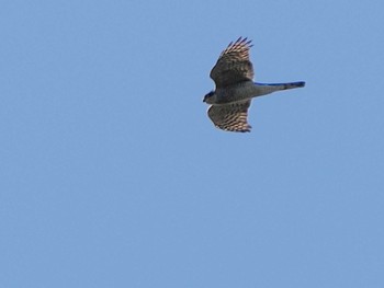 Eurasian Sparrowhawk 恵庭渓谷(北海道) Sun, 10/15/2023