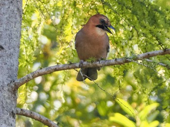 Eurasian Jay(brandtii) 恵庭渓谷(北海道) Sun, 10/15/2023