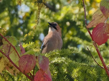 Eurasian Jay(brandtii) 恵庭渓谷(北海道) Sun, 10/15/2023