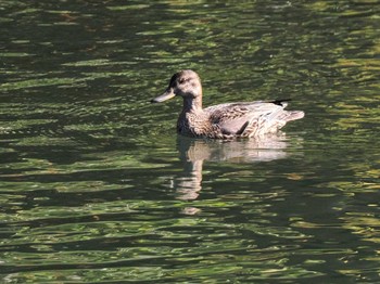 Eurasian Teal 恵庭渓谷(北海道) Sun, 10/15/2023