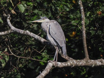 Grey Heron 恵庭渓谷(北海道) Sun, 10/15/2023