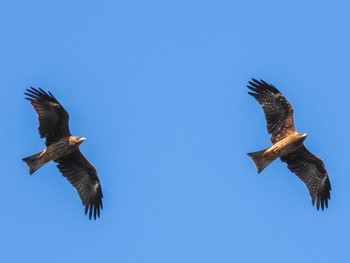 Black Kite 恵庭渓谷(北海道) Sun, 10/15/2023