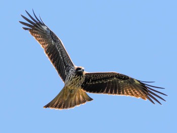 Black Kite 恵庭渓谷(北海道) Sun, 10/15/2023