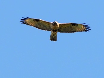 Eastern Buzzard 恵庭渓谷(北海道) Sun, 10/15/2023