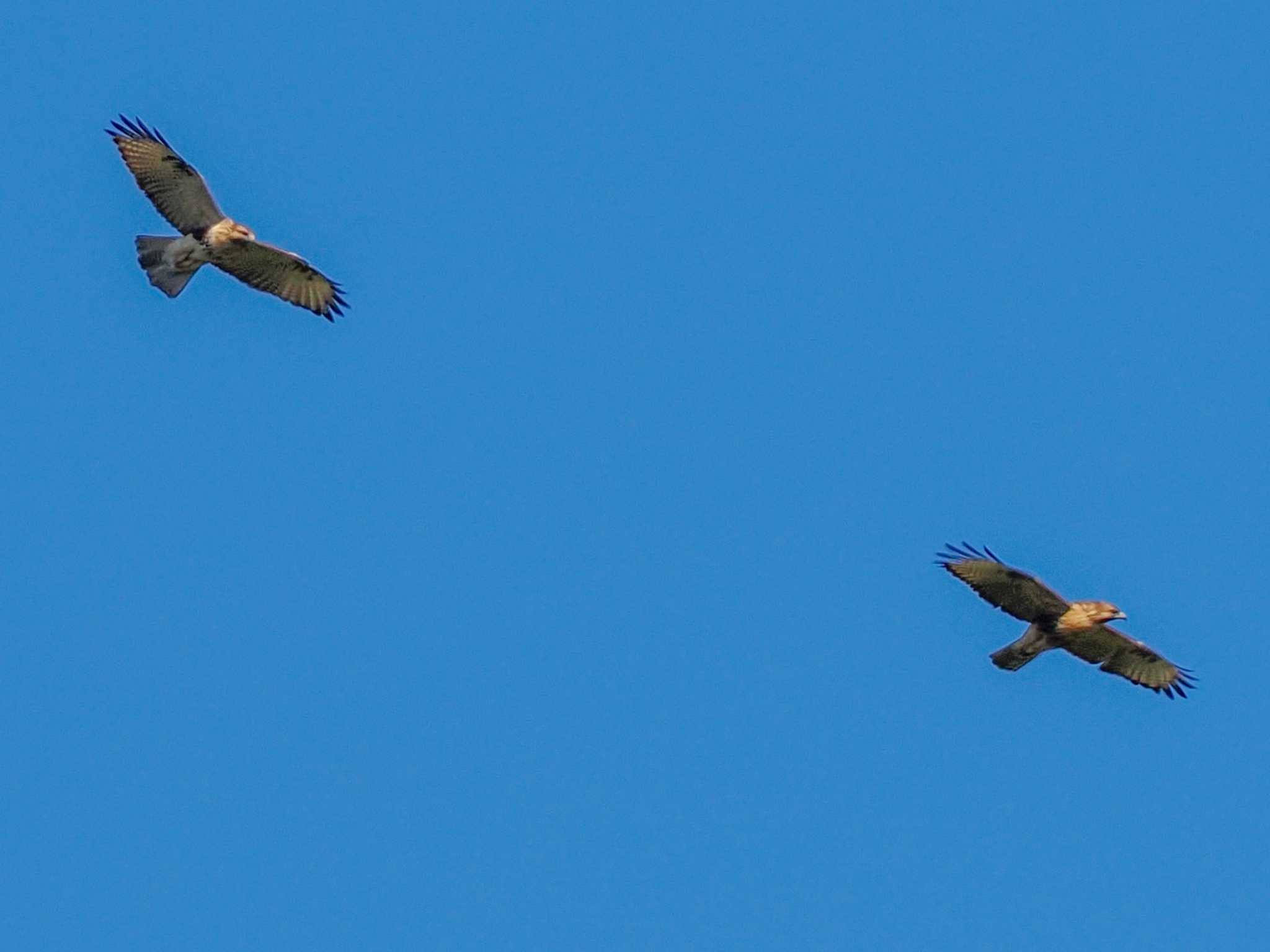 Eastern Buzzard