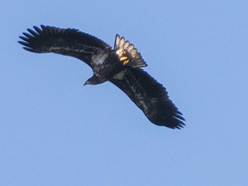 オジロワシ 恵庭渓谷(北海道) 2023年10月15日(日)