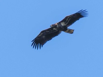 オジロワシ 恵庭渓谷(北海道) 2023年10月15日(日)