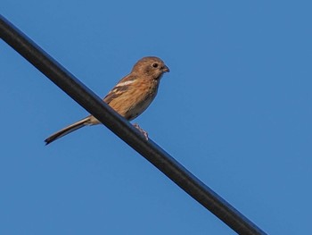 Siberian Long-tailed Rosefinch 恵庭渓谷(北海道) Sun, 10/15/2023