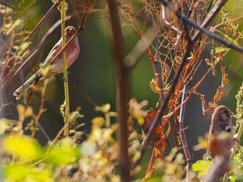 Siberian Long-tailed Rosefinch 恵庭渓谷(北海道) Sun, 10/15/2023