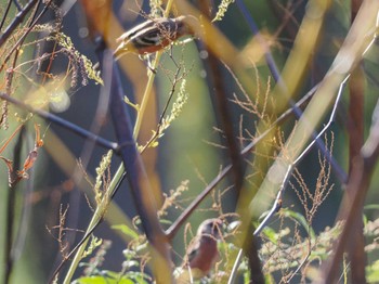 Siberian Long-tailed Rosefinch 恵庭渓谷(北海道) Sun, 10/15/2023