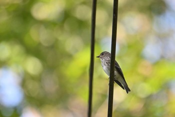 Grey-streaked Flycatcher 八丁湖 Thu, 10/12/2023