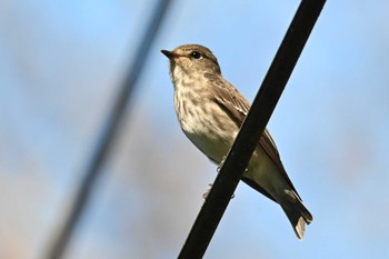 Grey-streaked Flycatcher 八丁湖 Thu, 10/12/2023