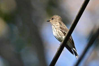 Grey-streaked Flycatcher 八丁湖 Thu, 10/12/2023