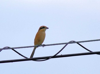 Bull-headed Shrike Asaba Biotope Mon, 9/24/2018