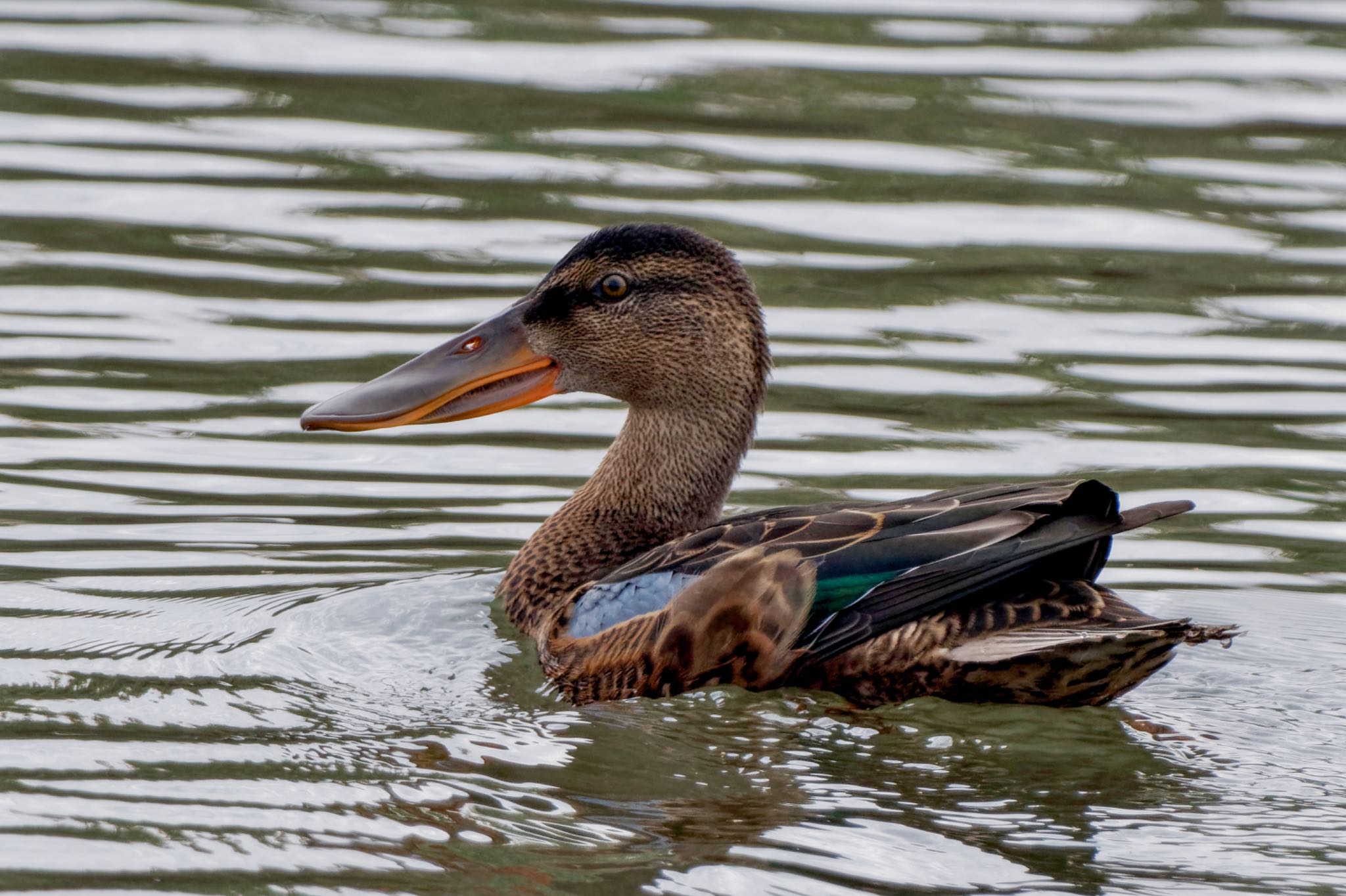 Northern Shoveler