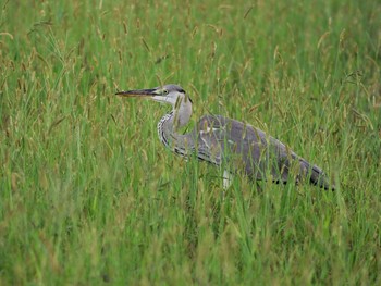 Grey Heron Asaba Biotope Mon, 9/24/2018