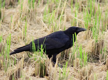 Carrion Crow Asaba Biotope Mon, 9/24/2018