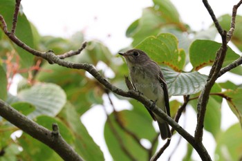 Dark-sided Flycatcher 東京都多摩地域 Tue, 9/26/2023