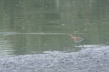 Black-tailed Godwit Isanuma Wed, 9/27/2023