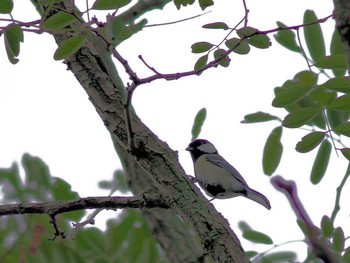 Japanese Tit Asaba Biotope Mon, 9/24/2018