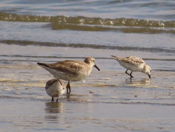 Red Knot Sambanze Tideland Sat, 9/30/2023