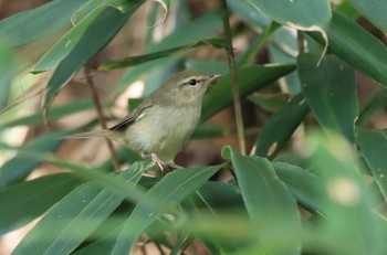 Japanese Bush Warbler Hakodateyama Sun, 10/15/2023