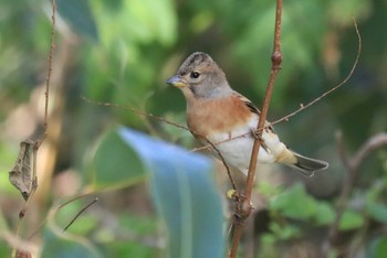 Brambling Hakodateyama Sun, 10/15/2023