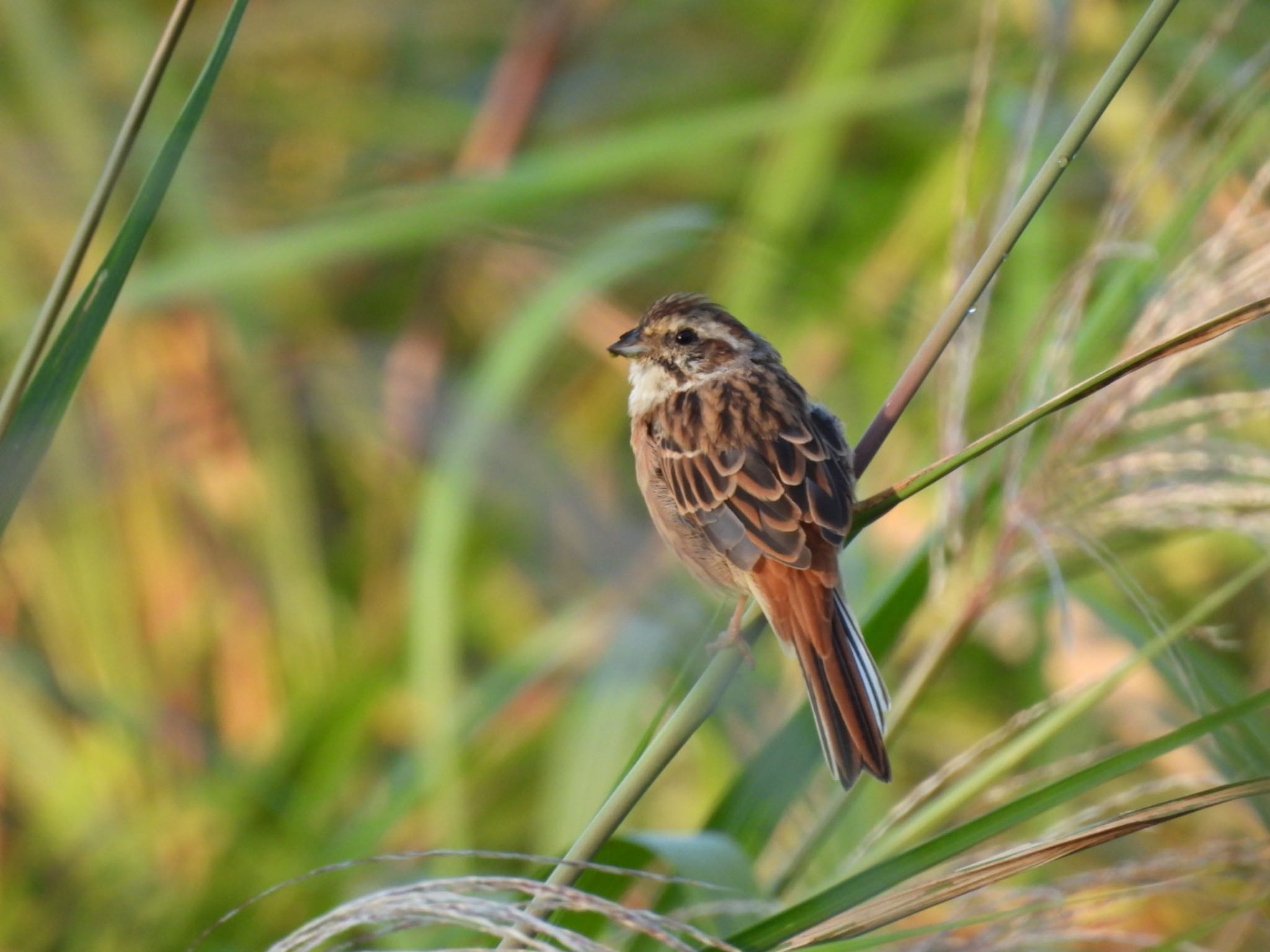 Meadow Bunting