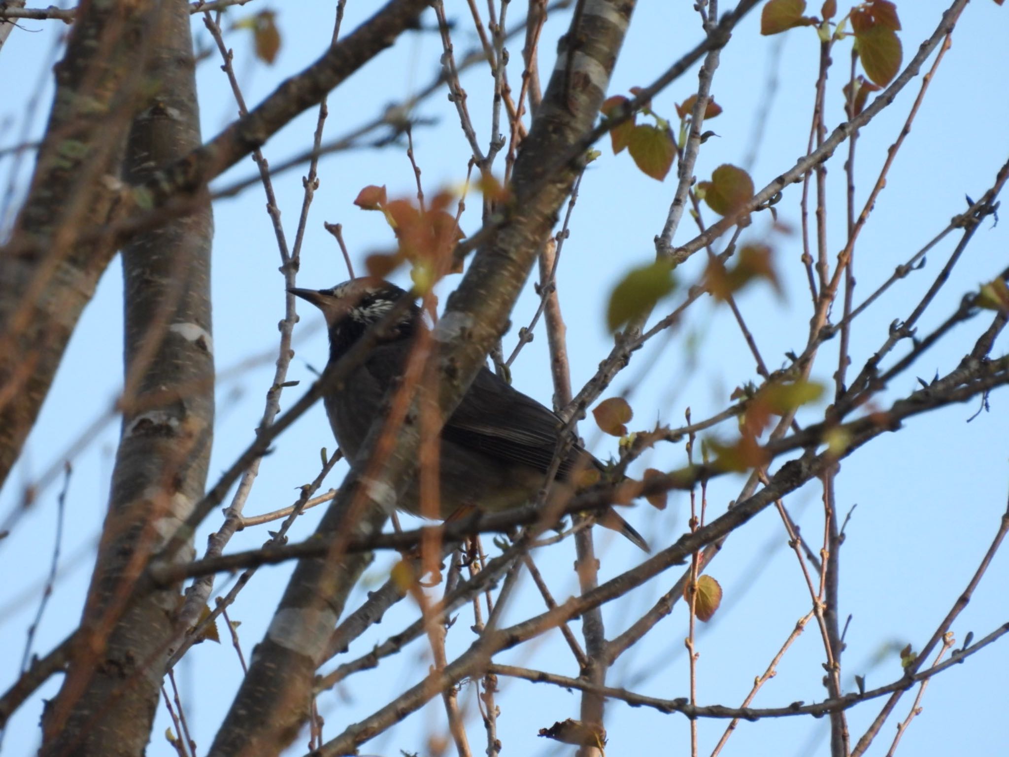 White-cheeked Starling