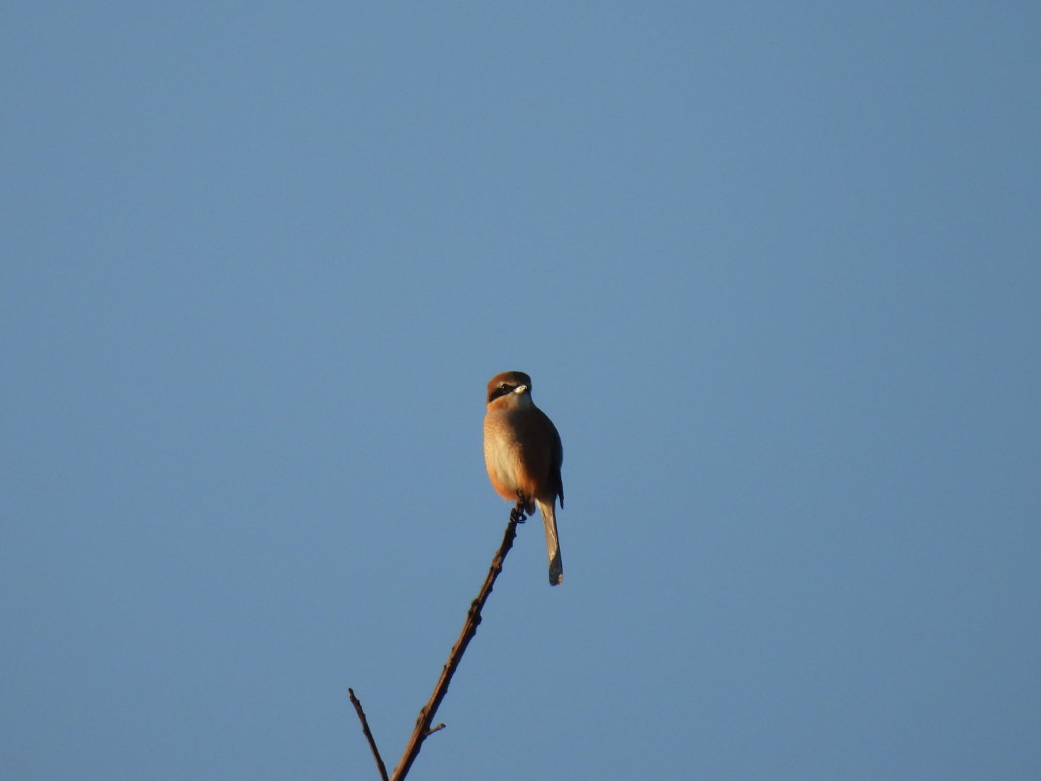 Bull-headed Shrike