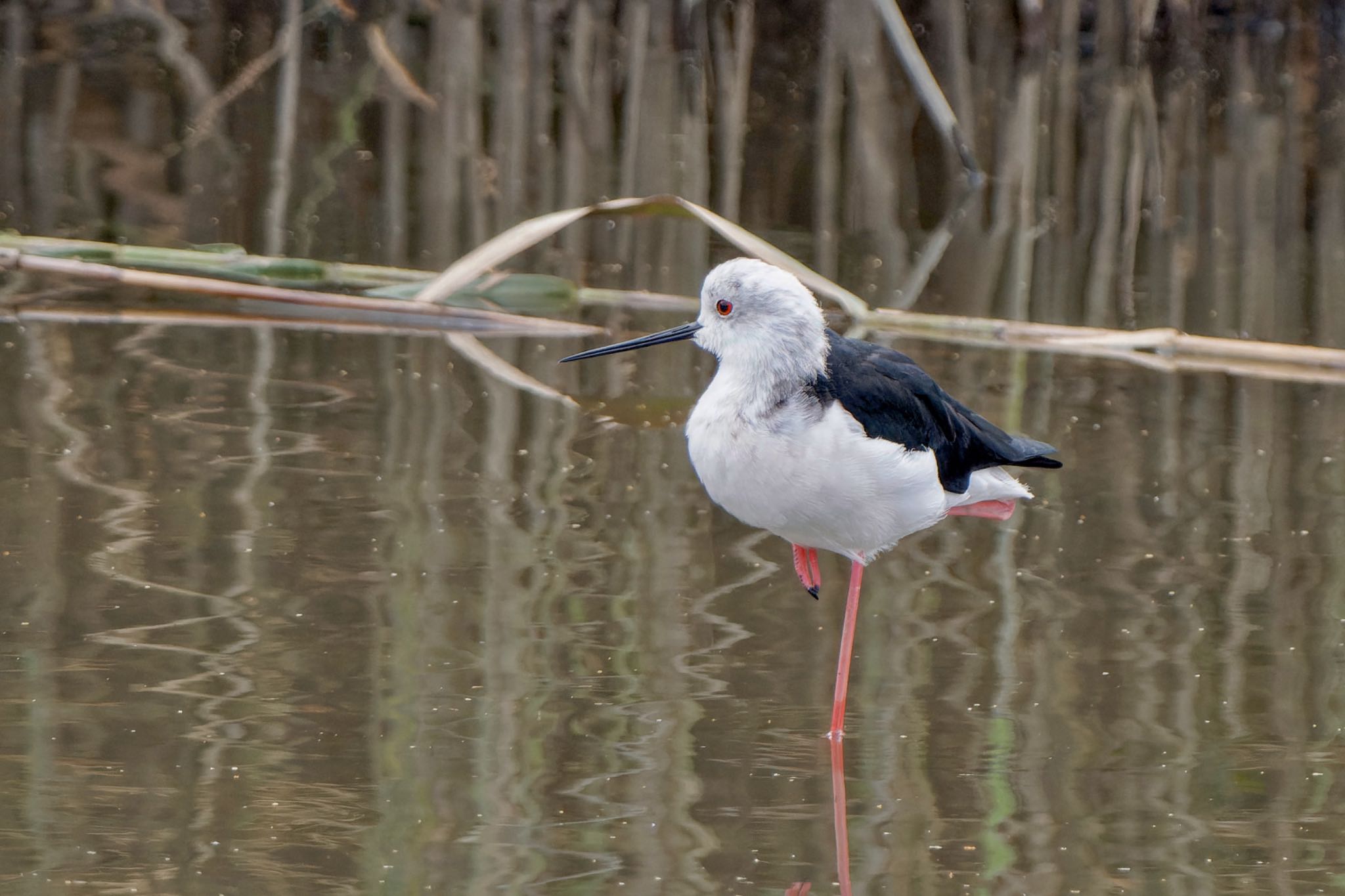 Black-winged Stilt