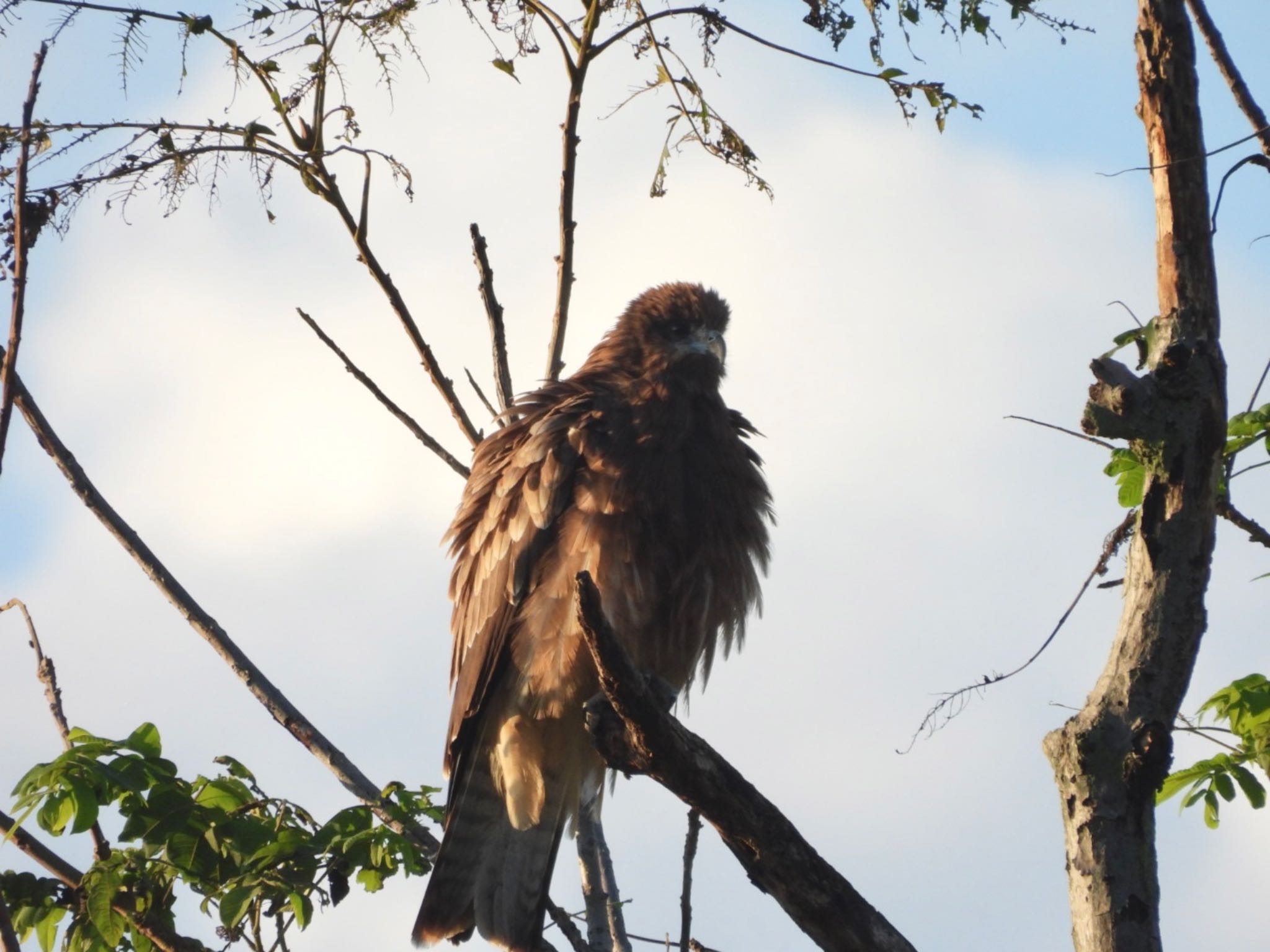 Black Kite