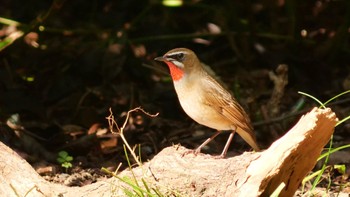 Siberian Rubythroat Osaka castle park Sun, 10/15/2023