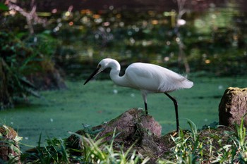 コサギ 陽明山前山公園 2023年5月18日(木)