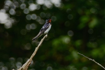 Barn Swallow 陽明山前山公園 Thu, 5/18/2023