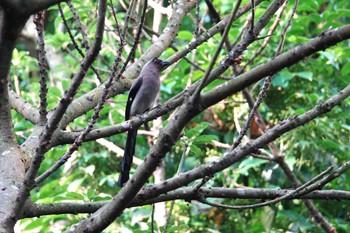 Grey Treepie 陽明山前山公園 Thu, 5/18/2023