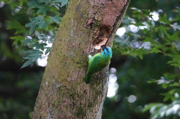 Taiwan Barbet 陽明山前山公園 Thu, 5/18/2023