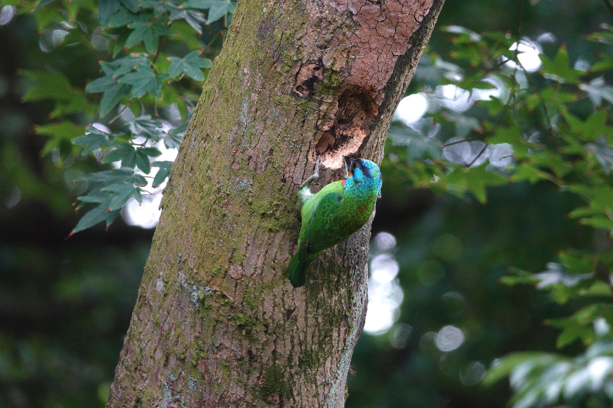 Photo of Taiwan Barbet at 陽明山前山公園 by のどか