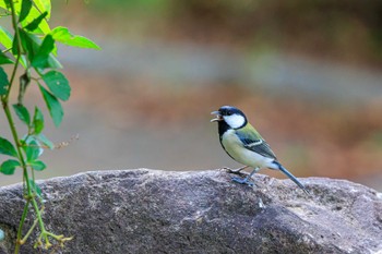 シジュウカラ 石ケ谷公園 2023年10月3日(火)